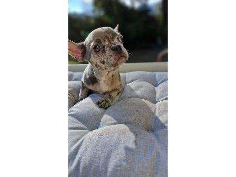 French bulldog lilac merle erkek