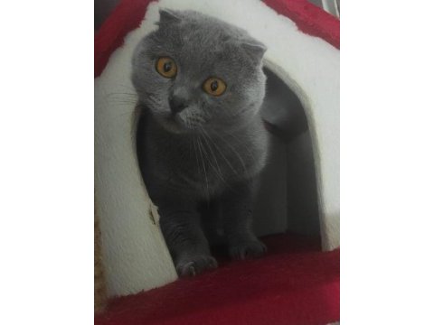 Orjinal scottish fold kedimi sahiplendiriyorum