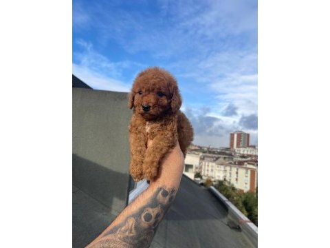 Safkan red toy poodle yavrumuz