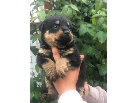 Koca kafa macar rottweiler