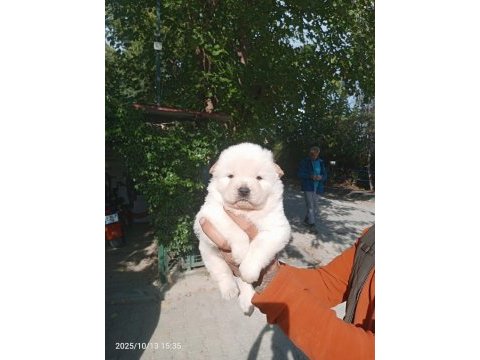 Chow chow bebeklerimiz