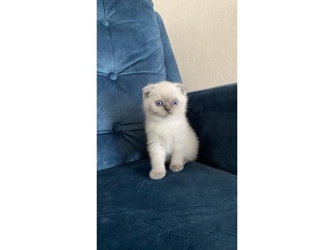 Şeker gibi top kafa scottish fold yavrumuz