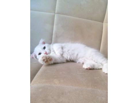 Ailenizin yeni üyesi van kedi yavruları
