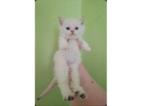 British shorthair yavrusu