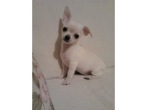Chihuahua yavruları