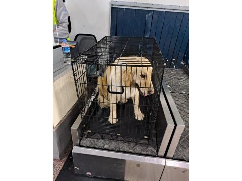 Depremzede golden retriever