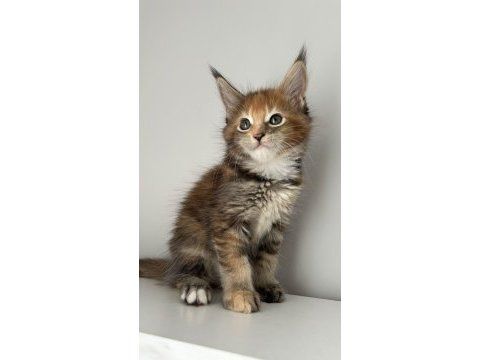 Sağlık ve ırk garantili maine coon minik devler
