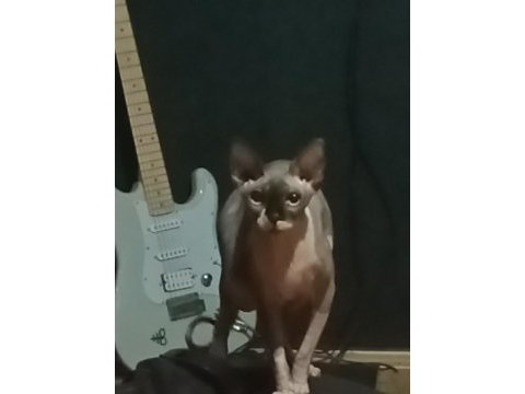 Bastet kızım için uygun bir damat adayı