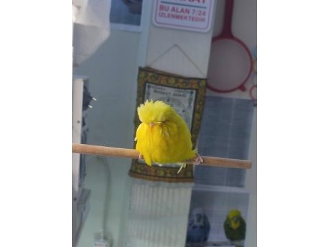 Şov jumbo takım olarak muhabbet kuşu