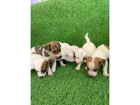 Irk ve sağlık garantili jack russell bebekler