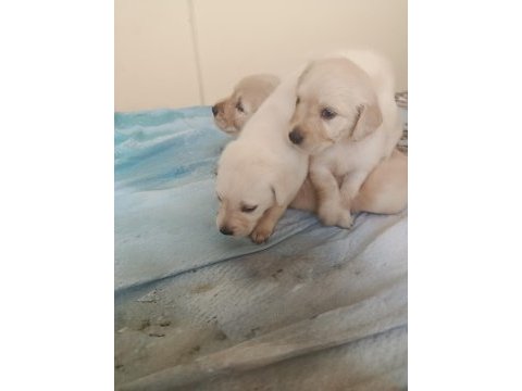 Safkan english creamy golden retriever