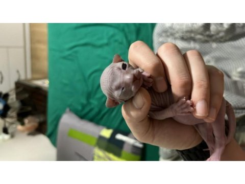Safkan kanada sfenks yavruları