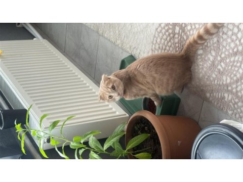 Ücretsiz sahiplendirilecek scottish fold