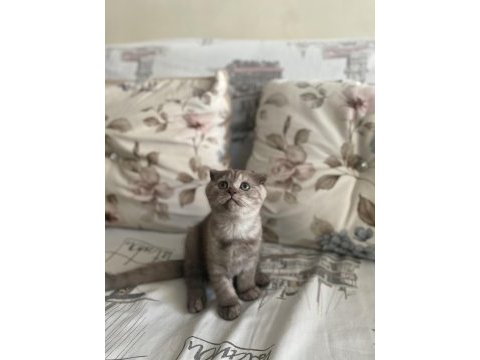 2 buçuk aylık dişi scottish fold