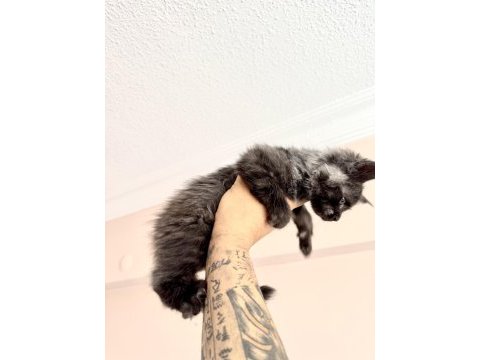 Safkan black smoke blue smoke black red solid maine coon