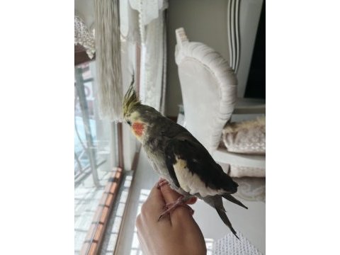 Sultan papağanı 6 aylık