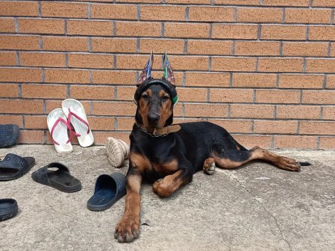Big doberman