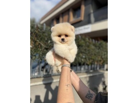 Ayı surat pomeranian boo yavrularımız