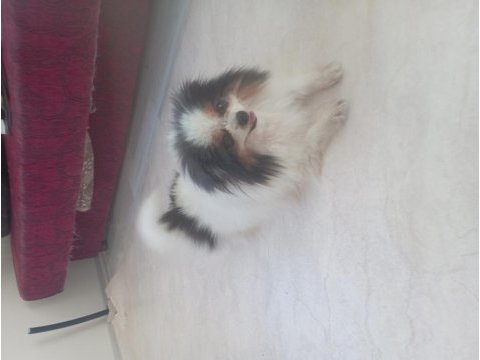 Mama parasına damızlık pomeranian