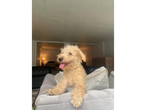 6 aylık maltipoo ücretsiz sahiplendirilecektir