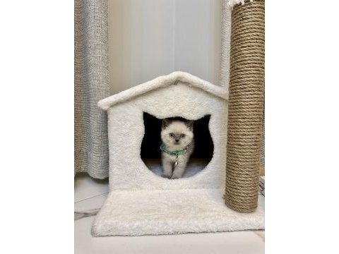 2 aylık british shorthair blue point