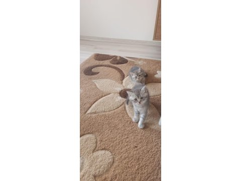 Minik kedilerim