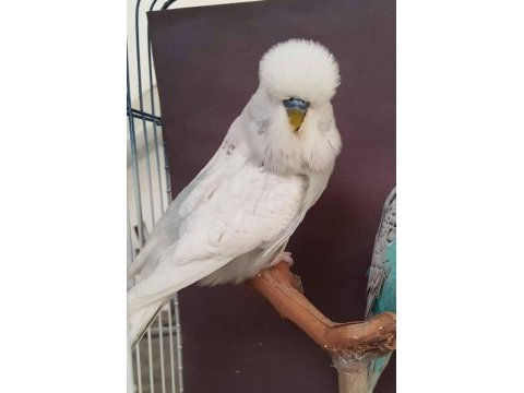 Ev üretimi orjinal şov muhabbet kuşu yavrular sahiplendirme