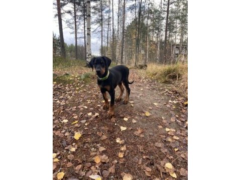 Fino avcısı doberman