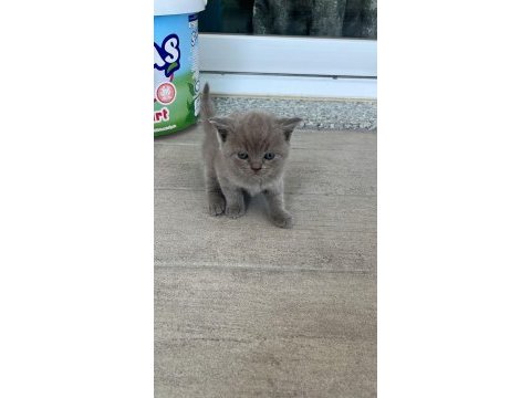 Yorumsuz ve üst kalite scottish fold