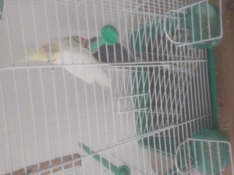 Sultan papağanı çift veya tek satılır