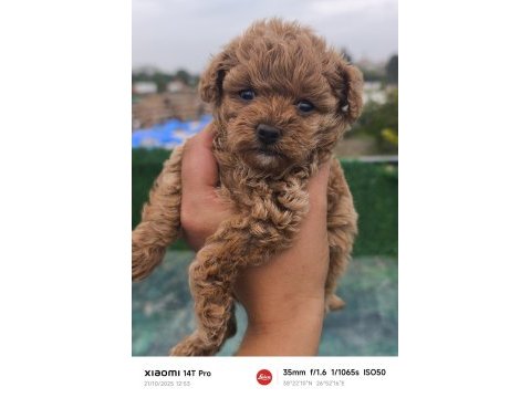 Küçük toy poodle