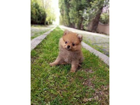 Teacup pomeranian