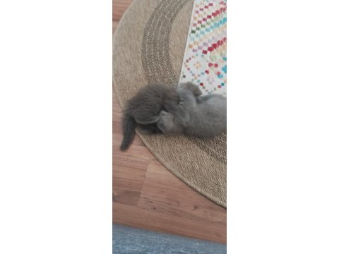 Scottish fold dişi çok tatlı şirin mi şirin