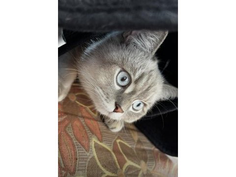 Scottish fold longhair