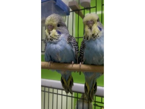 Show jumbo muhabbet kuşlar