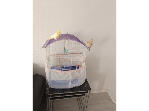 Sultan papağanı ve komple set