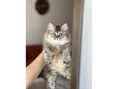 Güzel surat british longhair golden black yavrum
