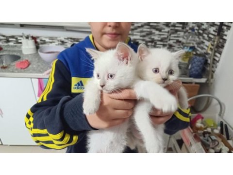 A kalite british shorthair yavrular