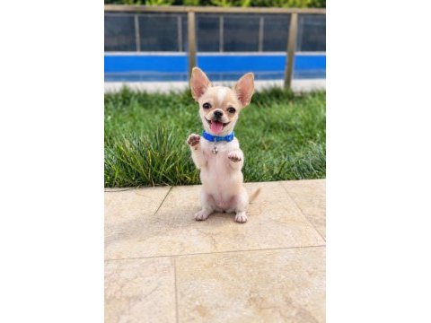 Oyuncak gibi wc eğitimli chihuahua