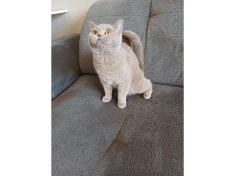Safkan brıtısh kibar uysal ve tatlı