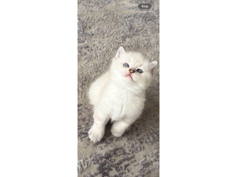 Pamuk şekerleri kediler