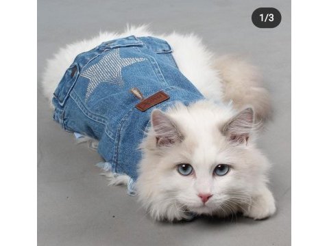 Safkan şecereli ragdoll