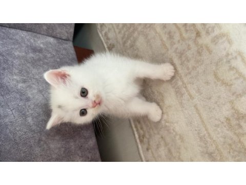 Scottish fold kediler