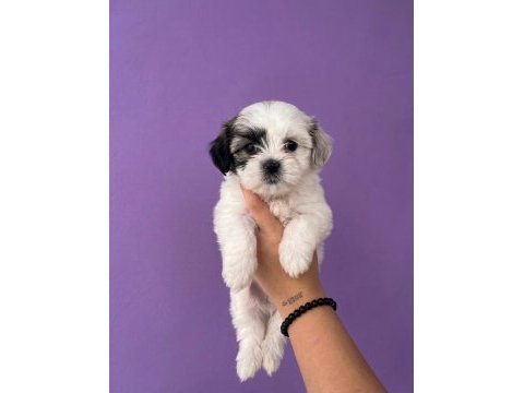 Maltese terrier yavrular