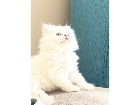 Maviş british longhair kızımıza yuva arıyoruz