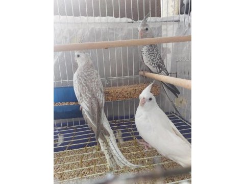 2,5 aylık sultan yavrular