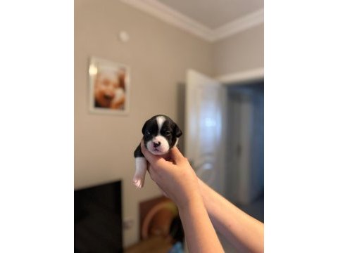3 haftalık safkan french bulldog bebekler