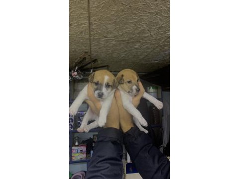 Safkan jack russell (1,5 aylık)