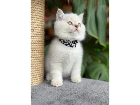 Sağlık ve ırk garantili british shorthair