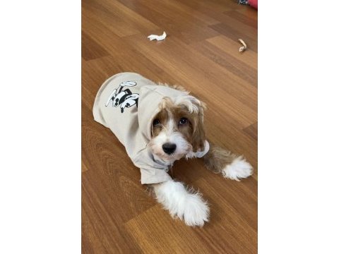 3 aylık erkek maltipoo yavru eğitimli